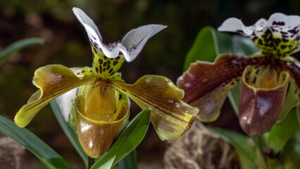 Lady's Slipper Orchid. Cypripedioideae. Flowers background