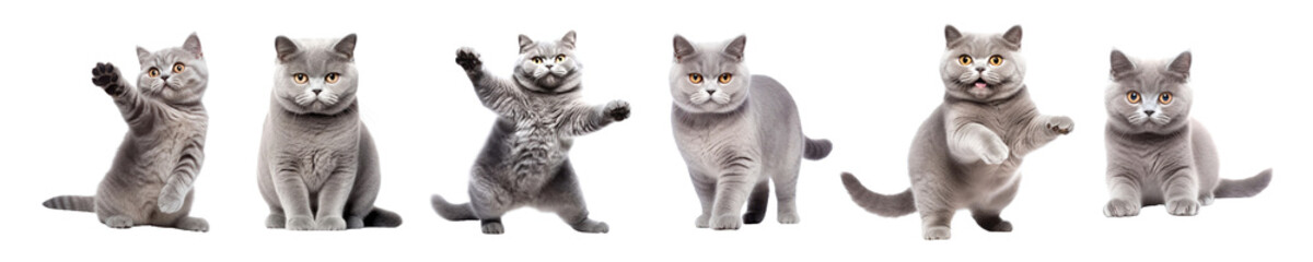 Obraz premium Cat png cut out element set