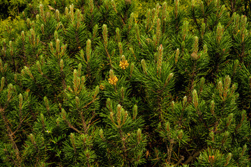 Pine blossom. Young pine buds. Spring forest. Young green pine branch