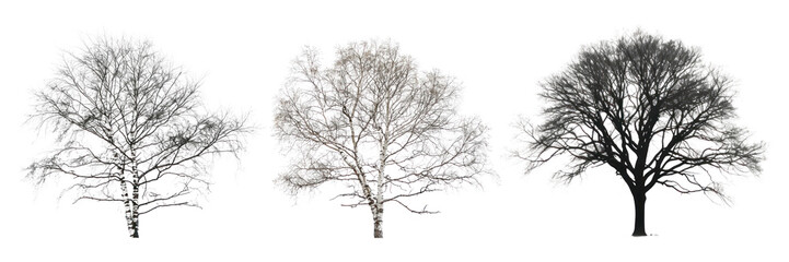 Winter trees png cut out element set