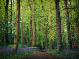 Bluebell wood in Cornwall england uk 