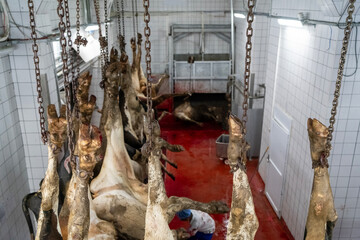 Lots of slaughtered cows are hooked from their legs in the slaughterhouse.