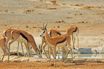 A small herd of Wild  Springbok at a small man-made African waterhole