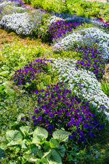 Obraz premium Colorful flowerbeds in a garden or park