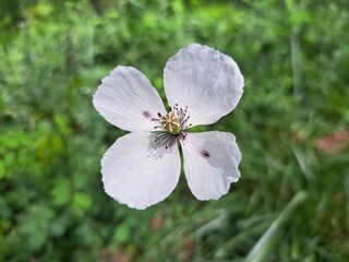 Single Poppy Flower under Sunlight in a Forest