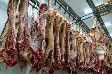 Hooked cattle carcasses in the giant refrigerator at the slaughterhouse.