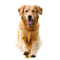 Happy Golden Retriever on White