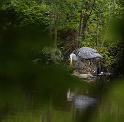 gray heron at the lake,graureiher am see