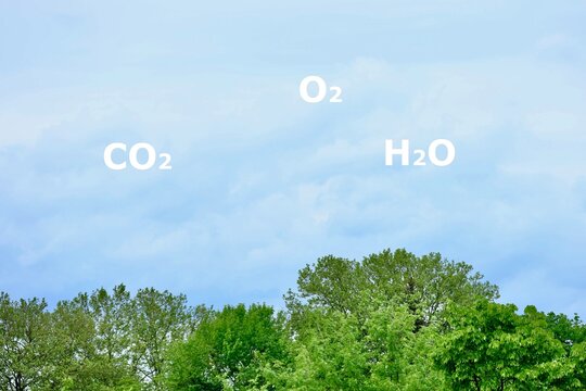 Chemische Zusammensetzung der Luft aus Atemgasen der Photosynthese