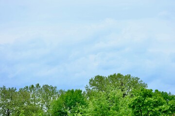 Bäume vor blauem Himmel mit Wolken als Hintergrund mit Textfreiraum und Copyspace für das Thema und Konzept Natur, Pflanzen, Wald und Naturschutz