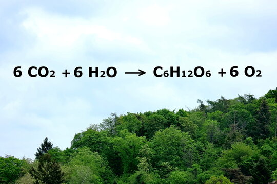 Photosynthese Gleichung mit Vorzeichen für Chemie und Biologie in grünem Wald vor blauem Himmel (6 CO2+6H2O -> C6H12O6+6O2)	
