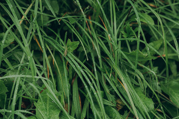 The Carpathian Mountains, Ukraine. Summer view of a green mountain meadow