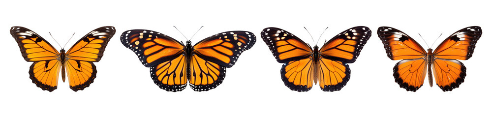 Butterfly png cut out element set