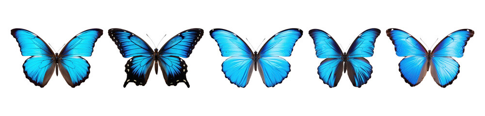 Fototapeta premium Blue butterfly png cut out element set