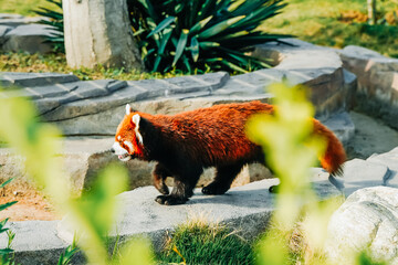 Red panda in beast zoo