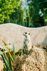 Meerkat looking around on the ground