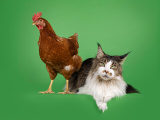 Brown chicken and Maine Coon cat standing and laying beside each other. Isolated on a green chroma key background.