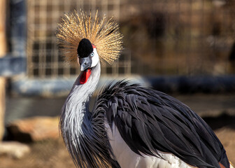 Grey Crowned Crane (Balearica regulorum) - Africa's Golden-Crested Giant