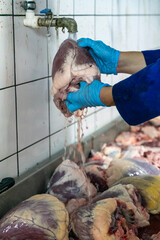 Close up view of a person washing cow hearts.