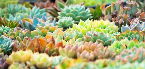 Mixed colorful of succulent plants in garden. Nature background.
