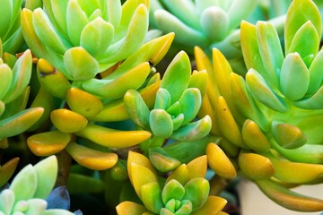 A bunch of green and yellow plants with yellow tips. The plants are arranged in a way that they...