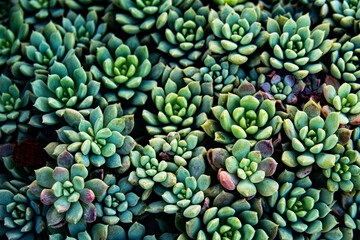 A bunch of green plants with small leaves. The plants are arranged in a way that they look like...