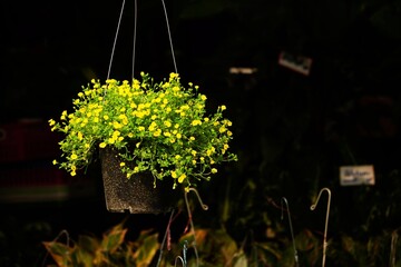 A hanging plant with yellow flowers in a black pot