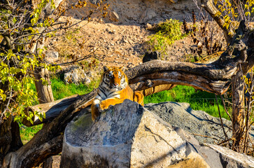 tiger lying on big rock in wildlife park