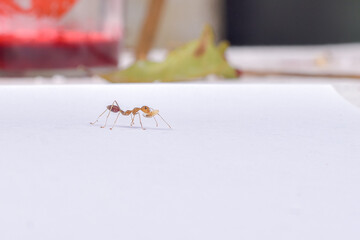 Weaver ants (Oecophylla) large red ants,
 Oecophylla weaver ants, colonial insects.