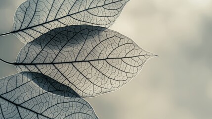 Black and white veins of leaves on a white background.