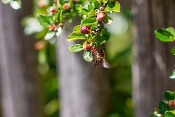 a bee pollinates a blooming bushflower. spring april blooming rbush in the city of Munich.
