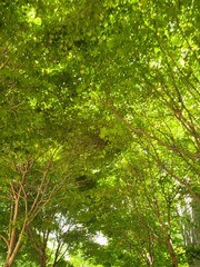 green forest background