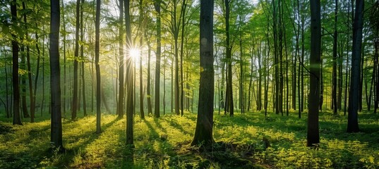 Sunlit Forest Landscape