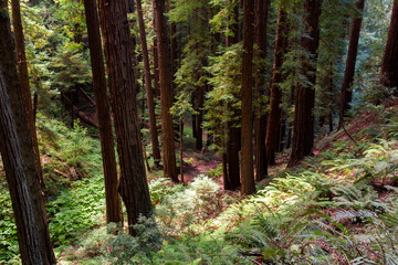 an iconic an dreamy hiking path through the Muir Woods national monument forest near the coast in california