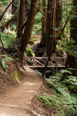 a wonderful wooden bridge over a hillside in the Muir Woods national momument near the coast in California