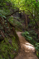 an iconic an dreamy hiking path through the Muir Woods national monument forest near the coast in california