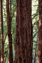 a closer view of the famous Muir Woods mammoth trees in the national monument forest, california