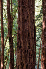 Fototapeta premium a closer view of the famous Muir Woods mammoth trees in the national monument forest, california