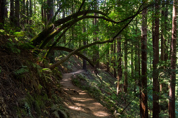 Obraz premium an iconic an dreamy hiking path through the Muir Woods national monument forest near the coast in california