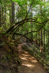 an iconic an dreamy hiking path through the Muir Woods national monument forest near the coast in california