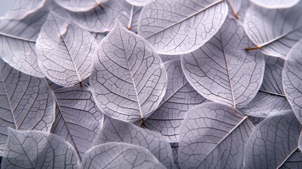 Delicate and detailed, these skeleton leaves are perfect for adding a touch of nature to your next project.