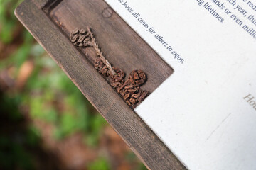 an exhibition board with the small seeds of the big mammoth Muir Woods trees in the national...