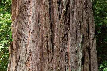 Obraz premium a closer view of the famous Muir Woods mammoth trees in the national monument forest, california