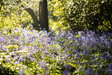 Obraz premium Bluebell fields in the green forests of England