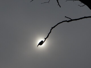 Alone black bird on tree. sun in background