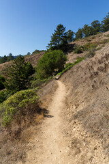 view on the hiking path near the Muir Woods valley at the top of the mountain at the coast in california
