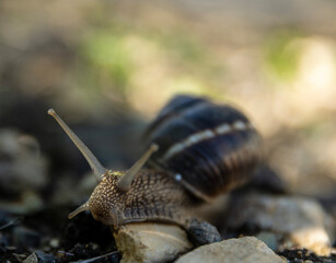 The snail has a glossy brown shell with light brown stripes. Its soft, light gray body protrudes from its shell and has two long black stalks for eyes. The snail goes over the pebbles.