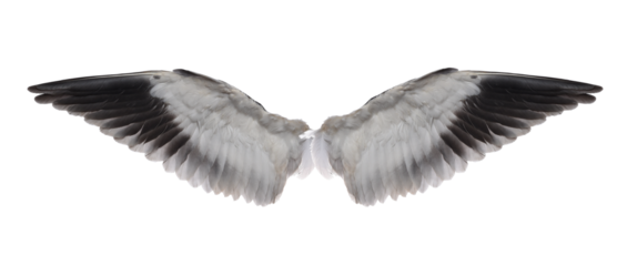 Wing feathers bird on transparent png