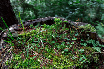 Carpathian mountain forest at early morning sunrise. Beautiful nature landcape.