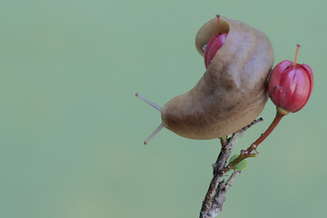 A field slug is feeding on bird's eye bush flowers. This shellless snail has the scientific name...